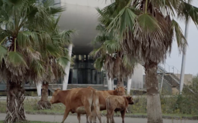 Georgian Film. ქართული ფილმი. Gegen das Scheitern. 26.2.26. Kino ACUD. Berlin. Curator Dr. Lily Fürstenow